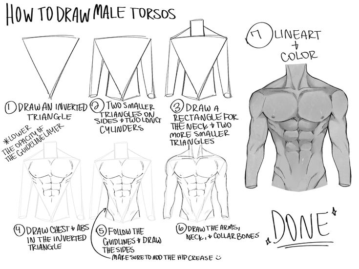 how to draw male torsos