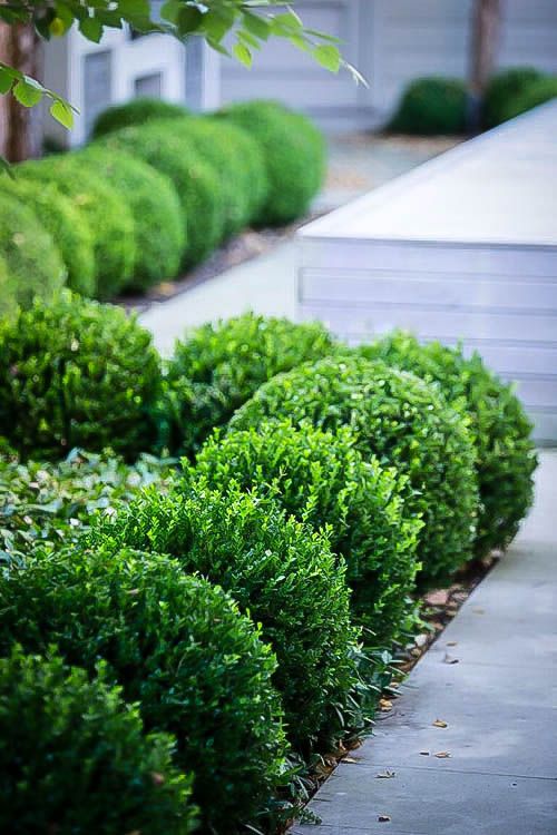 some very pretty green bushes in front of a house