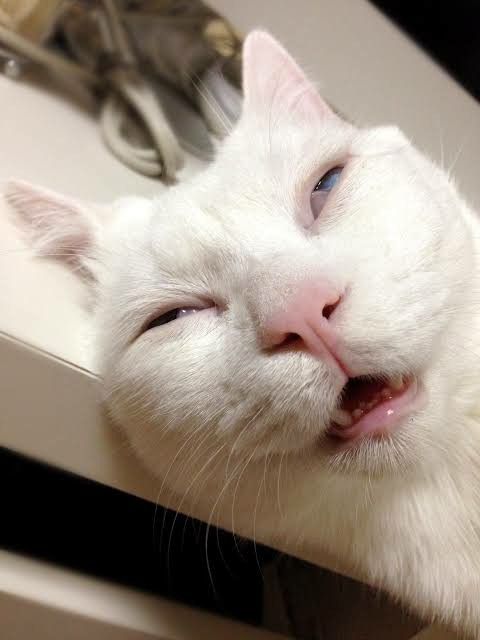 a white cat laying on top of a bathroom sink