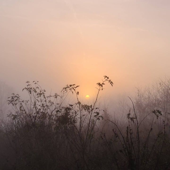 the sun is setting in the foggy sky over some trees and bushes with tall grass