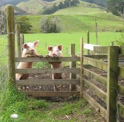 an image of two cows in a fenced in area with mountains in the background