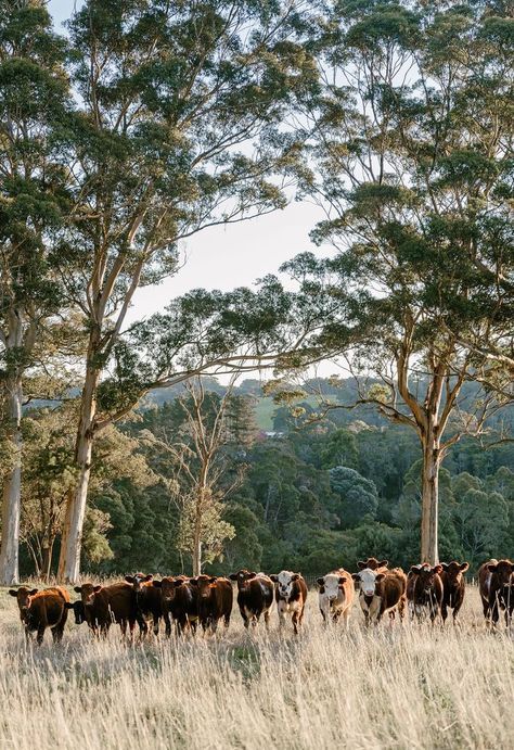 a herd of cattle walking across a grass covered field next to tall tree's