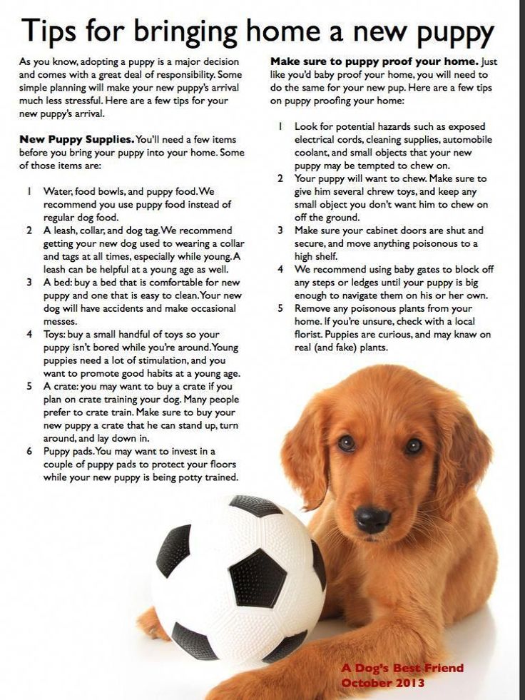 a dog laying down with a soccer ball in its paws and the words tips for bringing home a new puppy