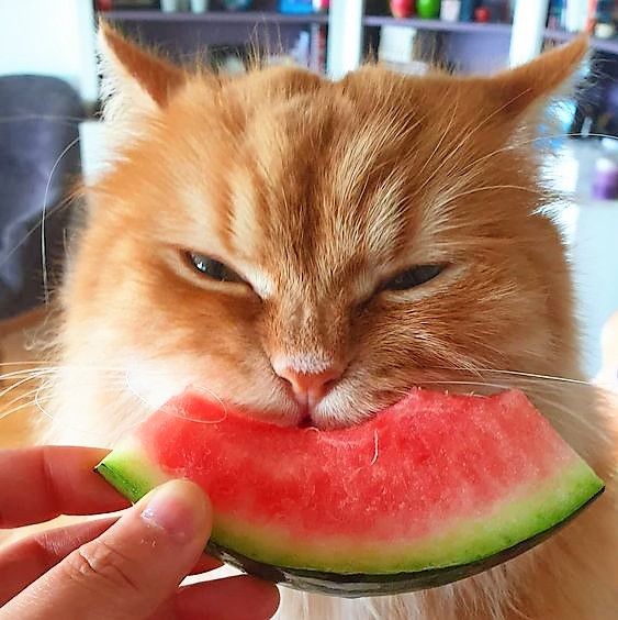 an orange cat eating a piece of watermelon