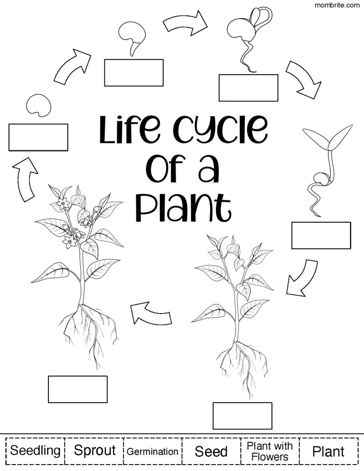 the life cycle of a plant worksheet for kids to learn how to grow