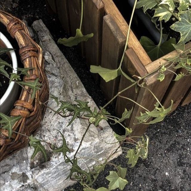 there is a basket with plants growing out of it