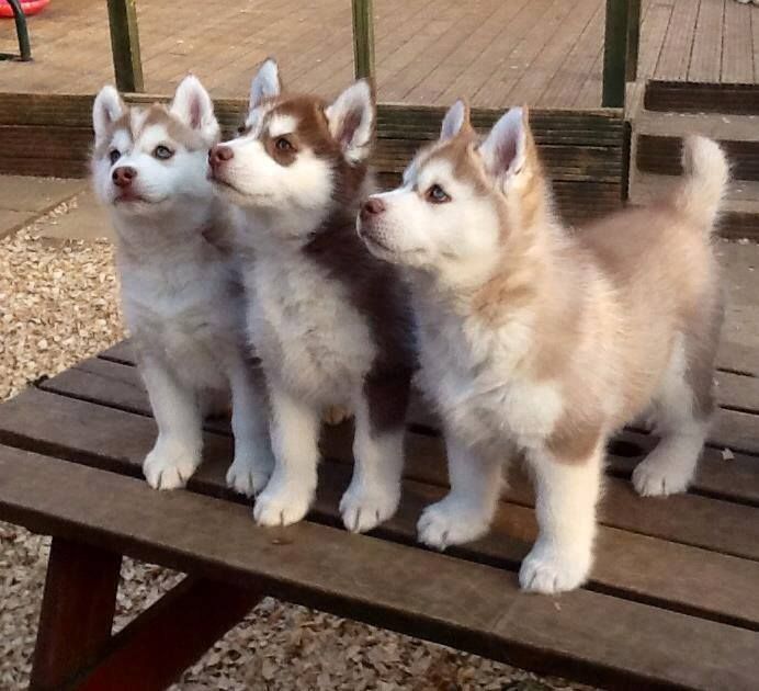 three husky puppies are sitting on a bench