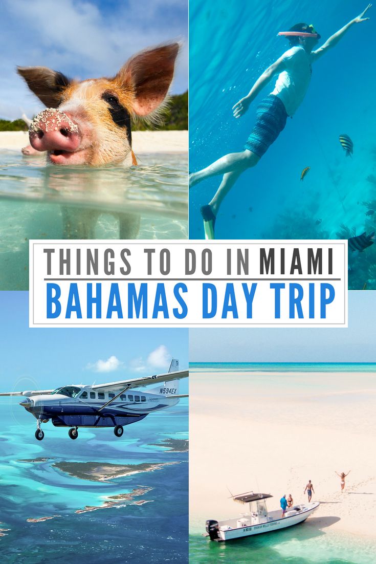 there are pictures of people and animals in the water with words that read things to do in miami