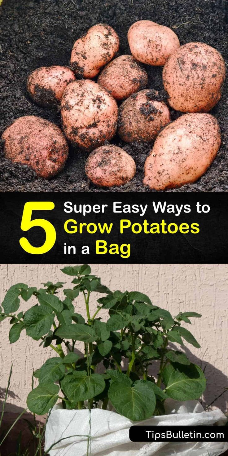 four different types of potatoes growing in the ground, with text overlay that reads 5 super easy ways to grow potatoes in a bag