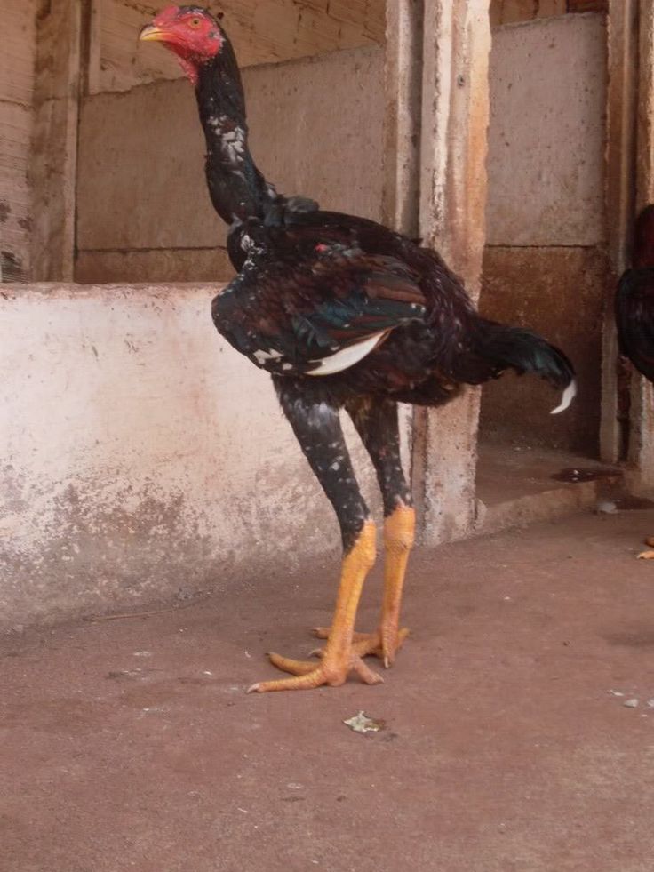 two birds standing next to each other near a building