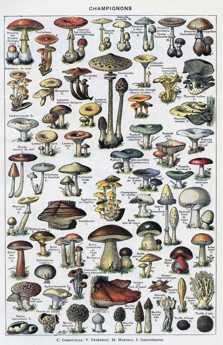 an illustration of different types of mushrooms