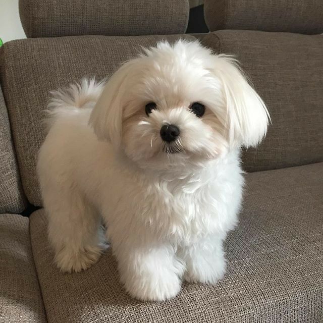 a small white dog sitting on top of a couch