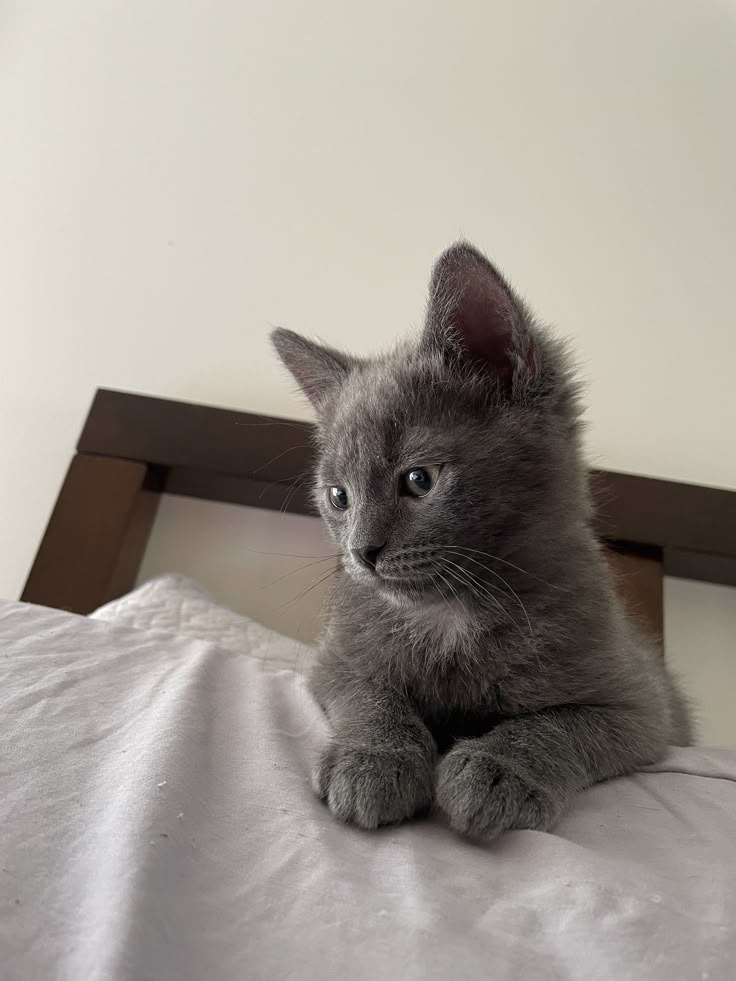 a small gray kitten sitting on top of a bed