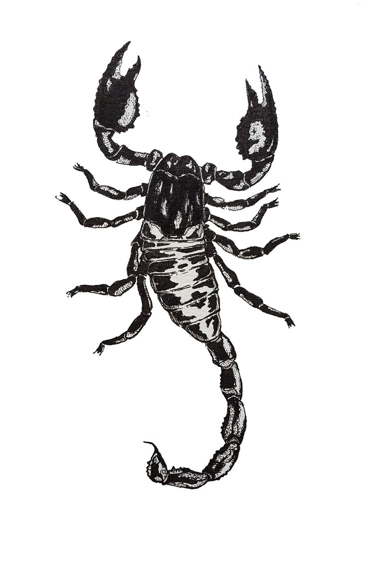 a drawing of a scorpion in the sky with stars on it's back ground