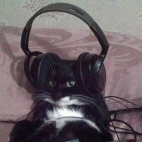 a black and white cat with headphones on