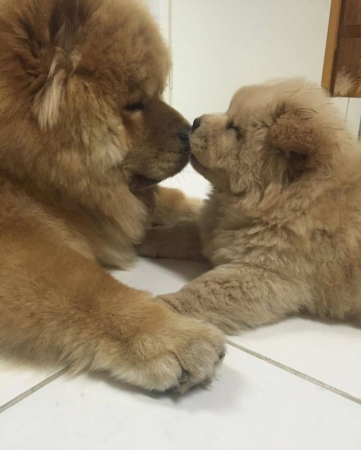 two brown dogs sitting next to each other on top of a white tile floor in front of a mirror