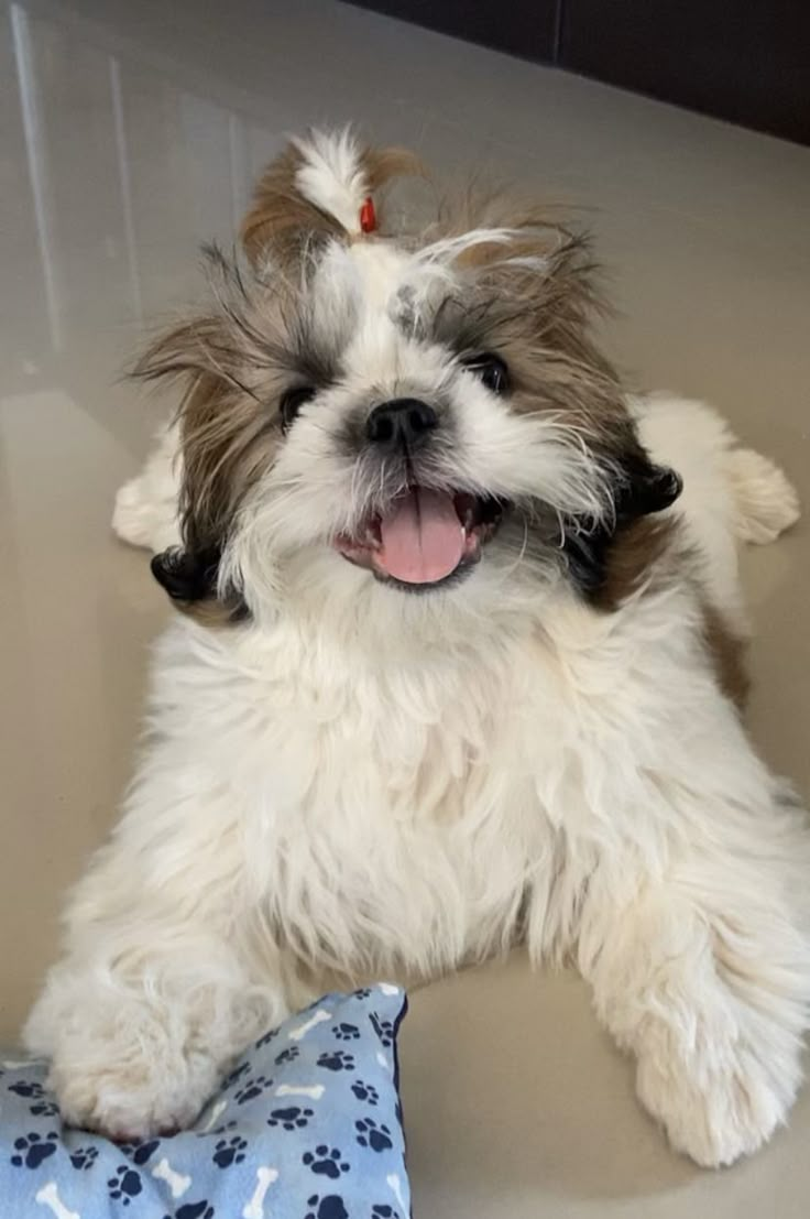 a small white and brown dog laying on top of a floor next to a pillow