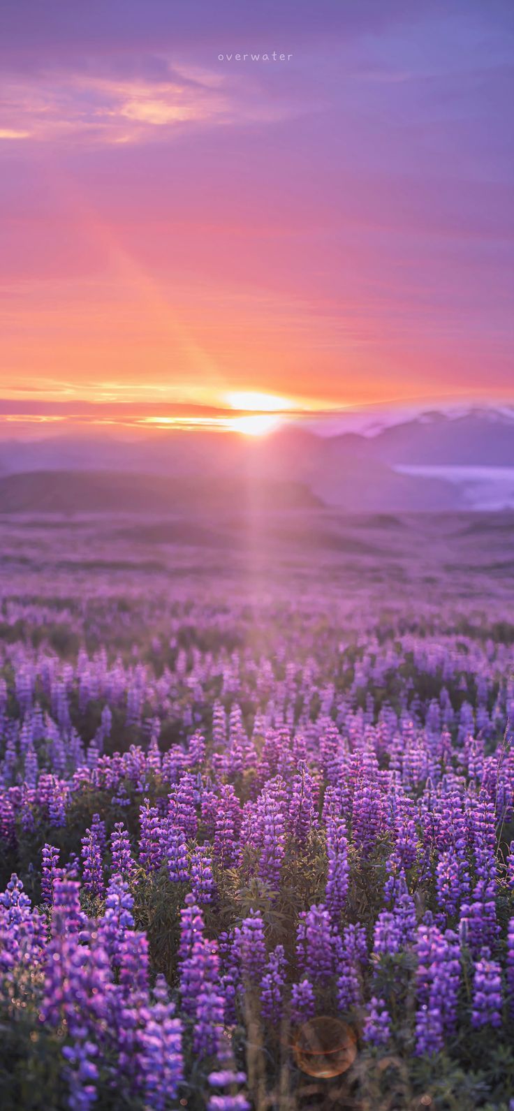 the sun is setting over a field of purple flowers