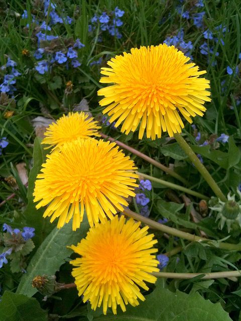 two yellow dandelions in the middle of blue flowers