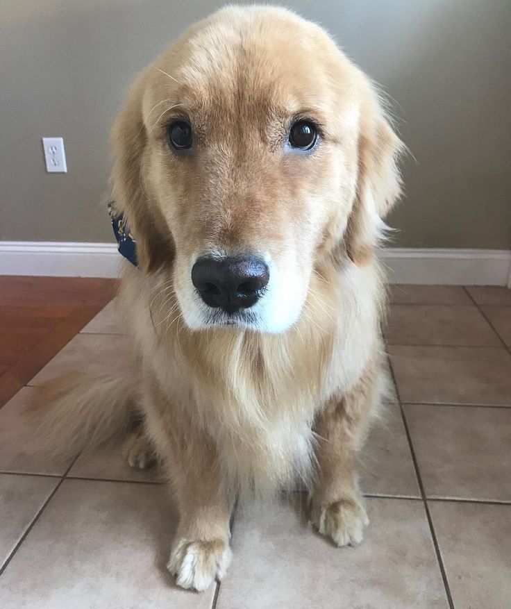 a close up of a dog on a tile floor