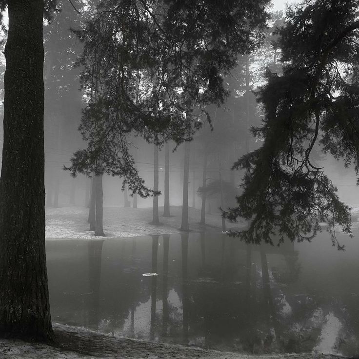 trees and water in the fog on a cold day with no one around them,