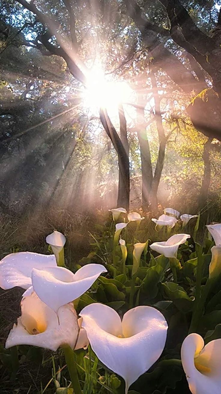 the sun shines brightly through the trees and white flowers in front of some green leaves