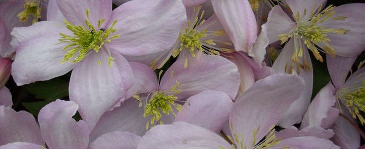 pink flowers are blooming in the garden