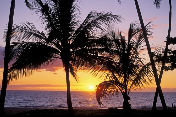 the sun is setting behind some palm trees on the beach with water in the background