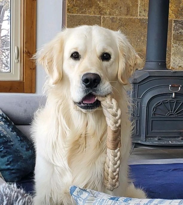 a large white dog sitting on top of a couch holding a rope in its mouth