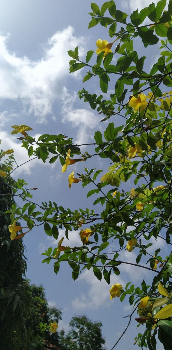 yellow flowers are blooming on the branches of trees in front of a blue sky with white clouds