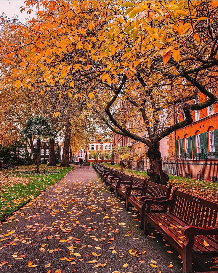 several park benches lined up along a path in the fall with leaves on the ground