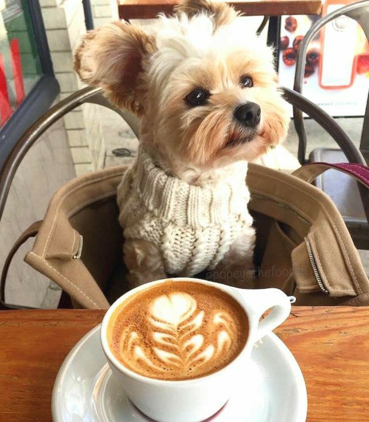 a small dog sitting in a chair next to a cup of coffee with the caption yorkshire terriers