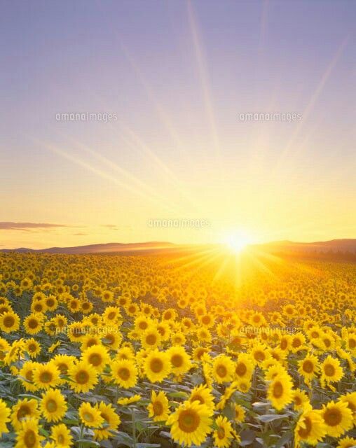 the sun is setting over a large field of sunflowers