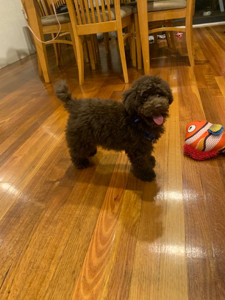 a black dog standing on top of a hard wood floor