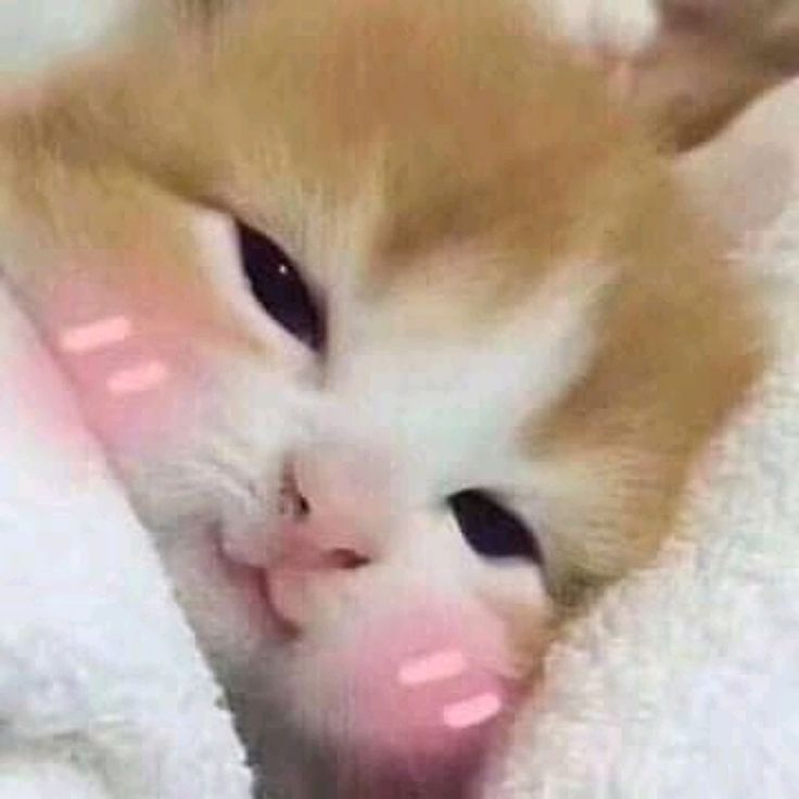 an orange and white kitten laying on top of a blanket