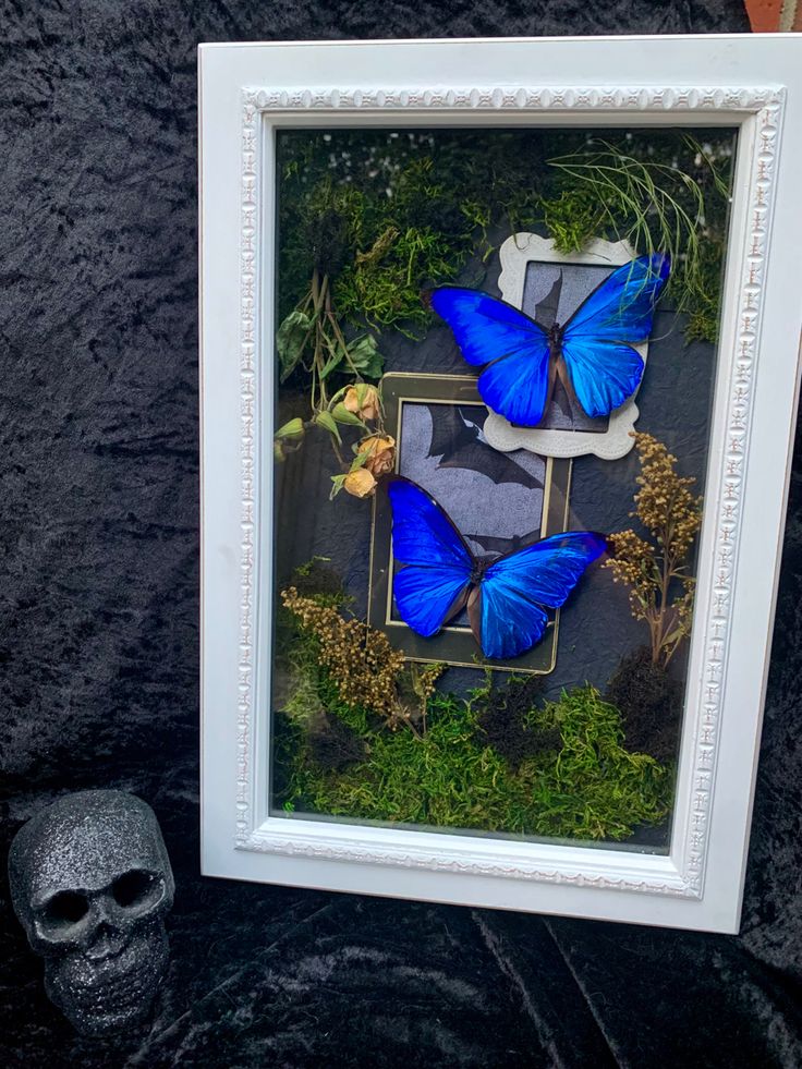 two blue butterflies in a white frame on a black surface next to a small skull