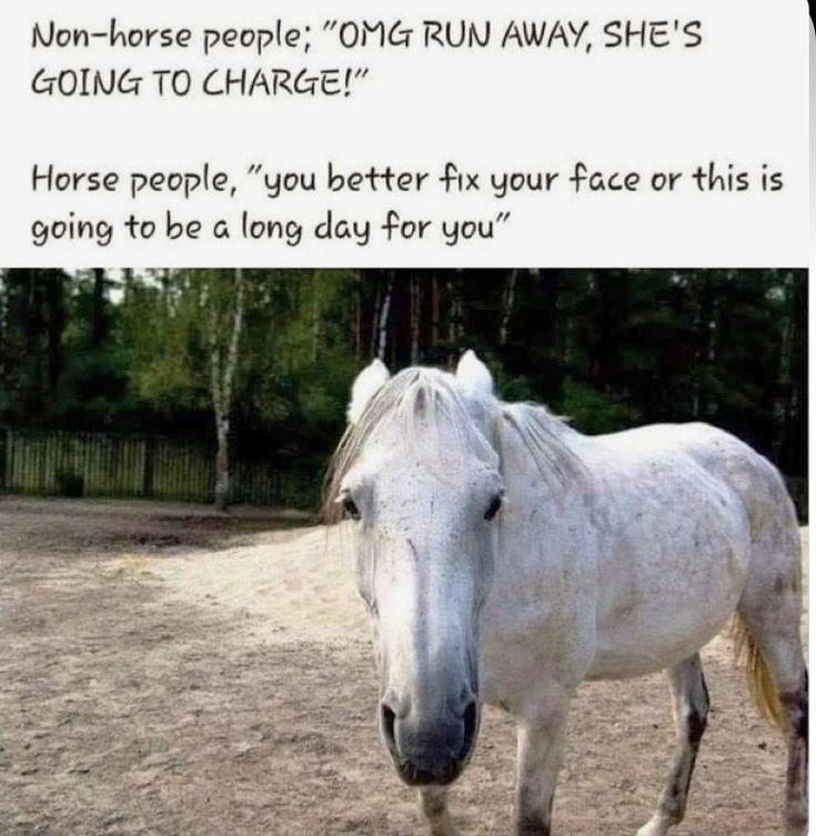 a white horse standing on top of a dirt field