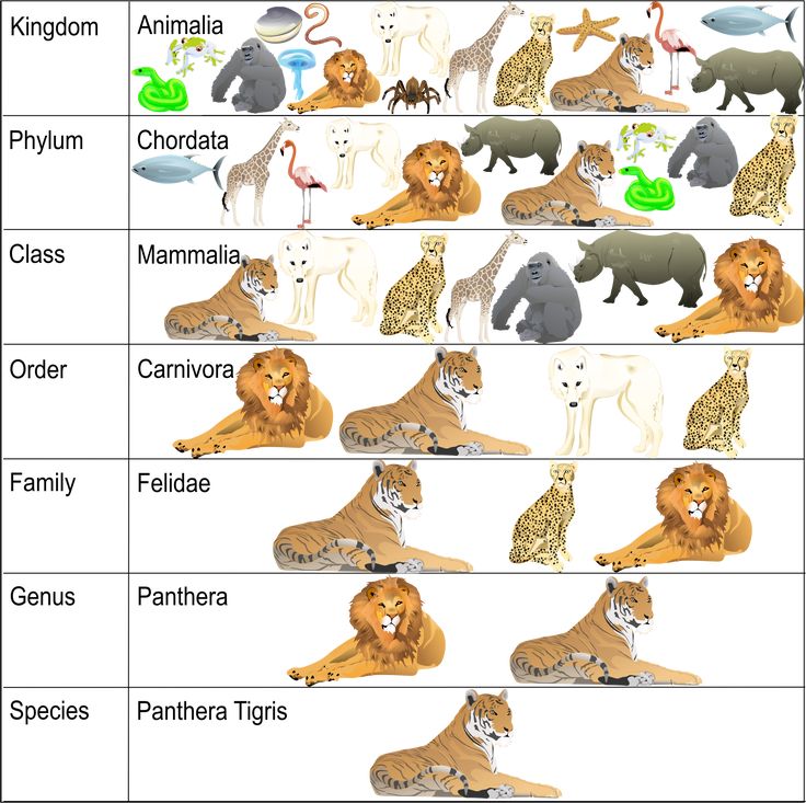 the different types of animals that are in each species on this chart, you can see them