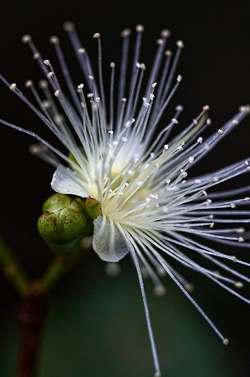 a white flower with drops of water on it