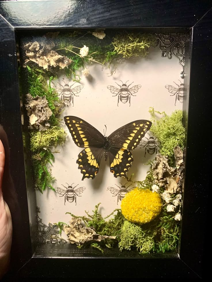 a hand holding up a shadow box with a butterfly in it