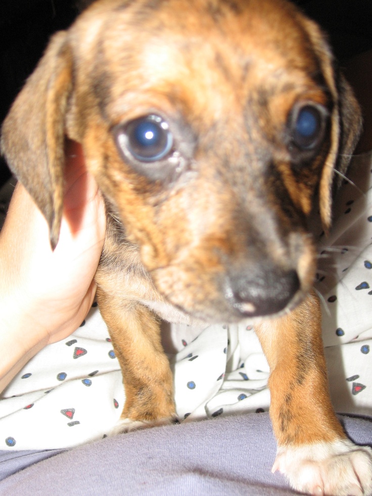 a small brown dog with blue eyes laying on top of a person's lap