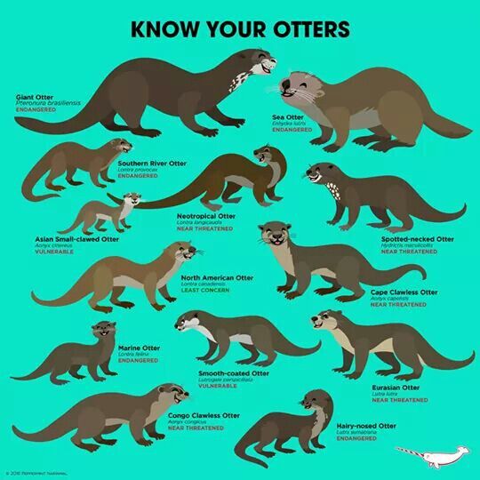 an illustrated poster with different types of otters