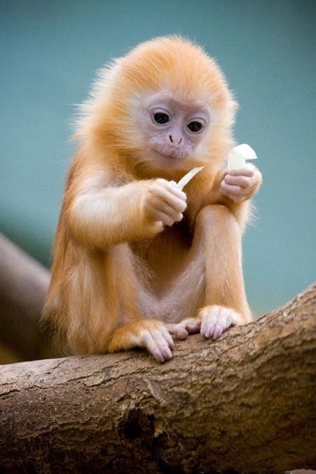 a small monkey sitting on top of a tree branch eating something off of a white object