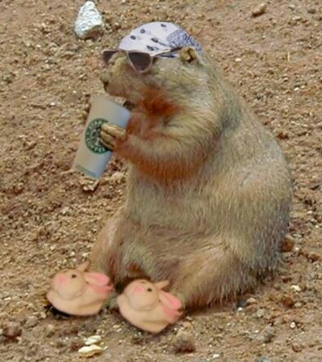 a capybara sitting on the ground drinking from a cup