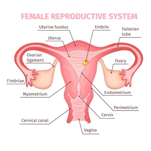 the female utensils are labeled in this diagram