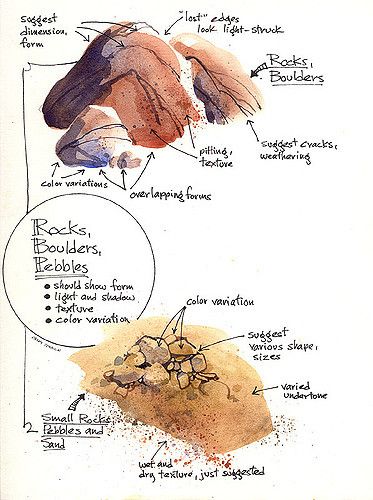 an image of the anatomy of a bird