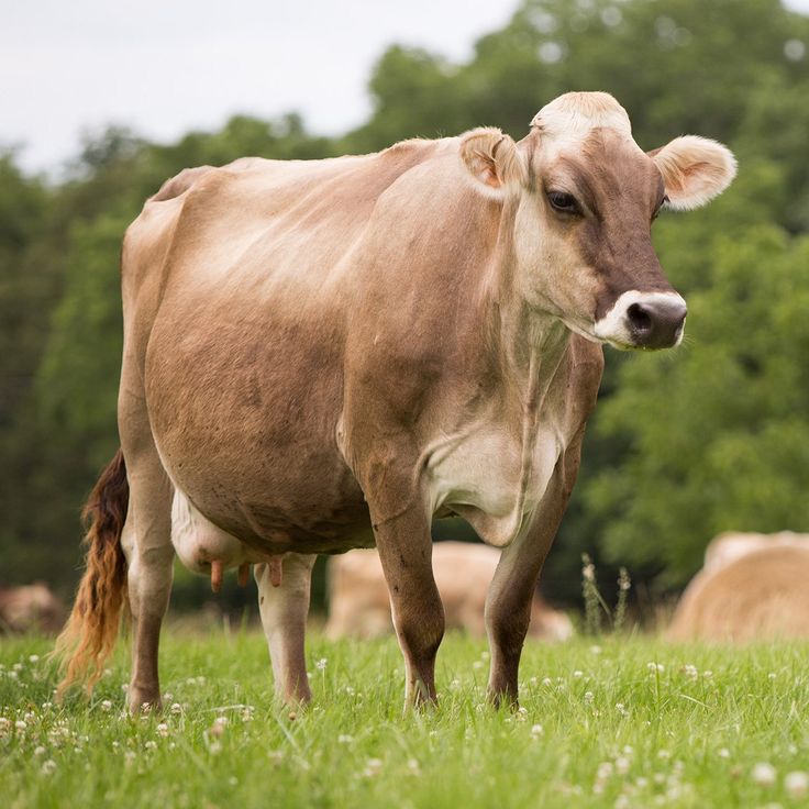 a brown cow standing on top of a lush green field