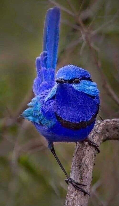 a blue bird sitting on top of a tree branch