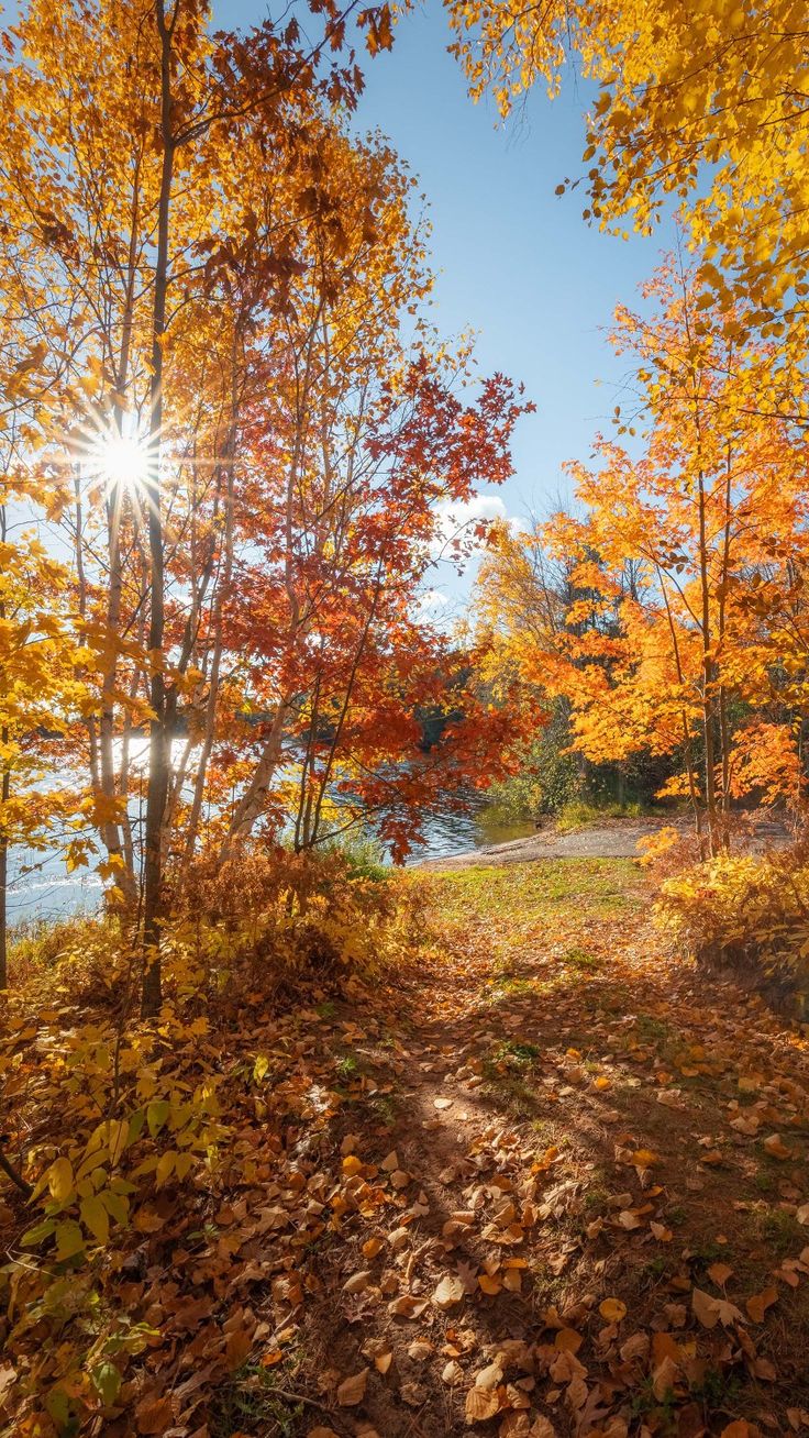 the sun shines brightly through autumn leaves on the ground next to a body of water