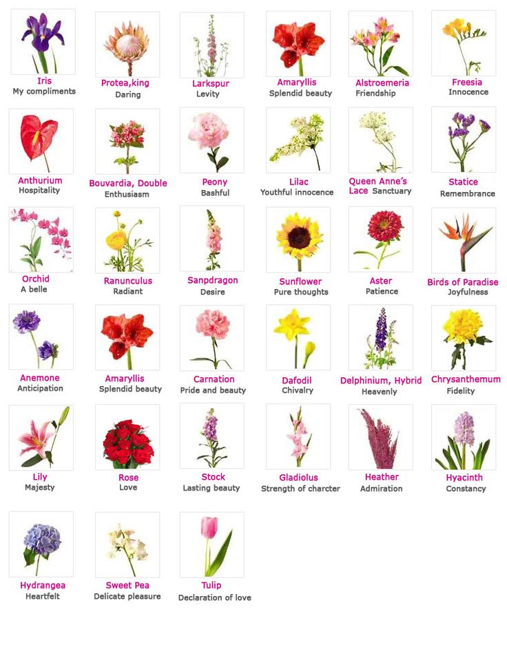 an image of flowers that are in english